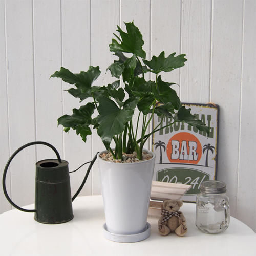 観葉植物 セローム(h1210587)｜フード(食品・スイーツ)｜阪急