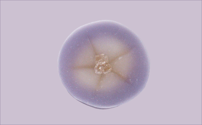 季節の上生菓子特集