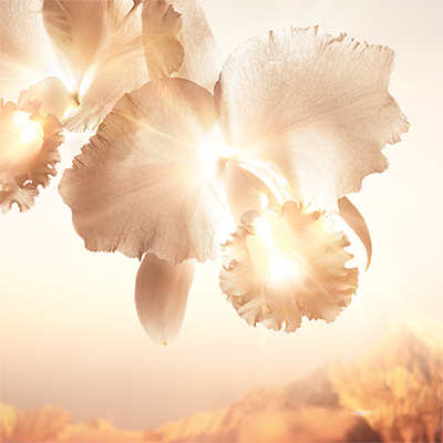 オーキデ アンペリアル ゴールドノビレ ザ コンセントレート アイ