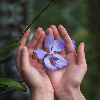 オーキデ アンペリアル ザ ロンジェビティ クリーム(B2580116)｜コスメ