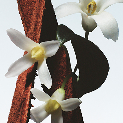 フルール ドゥ マル(B2590102)｜コスメ・デパコス｜阪急百貨店公式