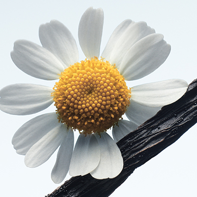 カモミール サテン(B2590115)｜コスメ・デパコス｜阪急百貨店公式