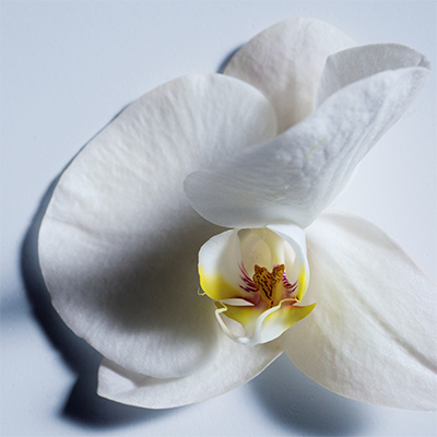 クロエ アトリエ デ フルール ニュイ ドランジェ オードパルファム