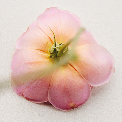 クロエ アトリエ デ フルール ロサ ダマスケナ オードパルファム