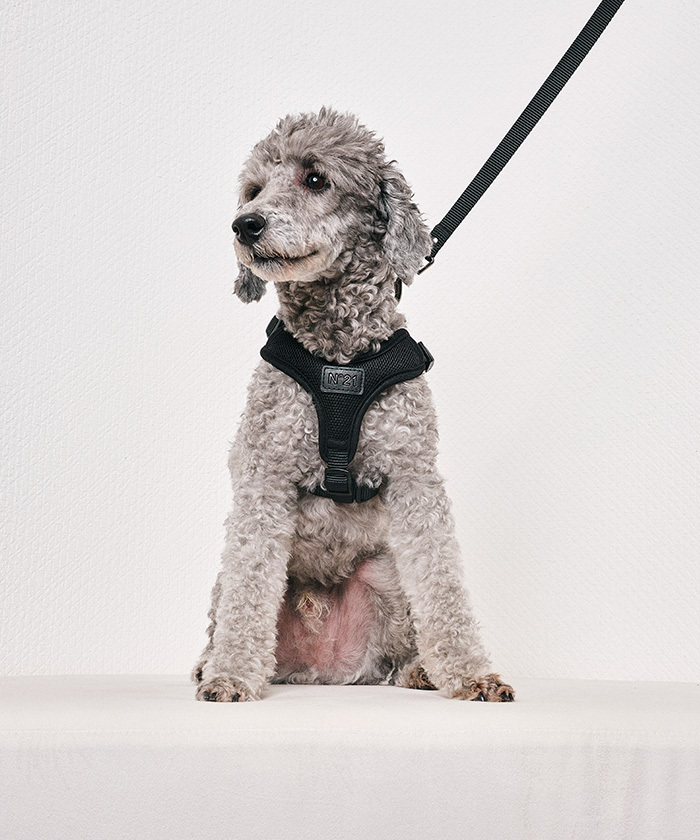 N21 HARNESS＋LEASH(F238A118)｜阪急百貨店公式通販サイト｜阪急百貨店