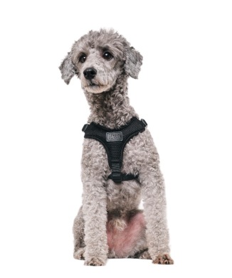 N21 HARNESS＋LEASH