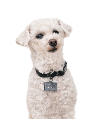 N21 COLLAR＋LEASH