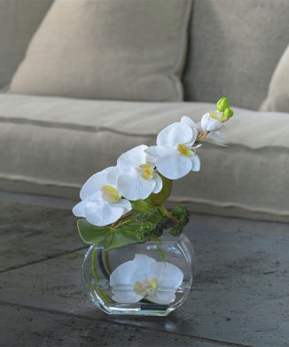 ファレノプシスS-b