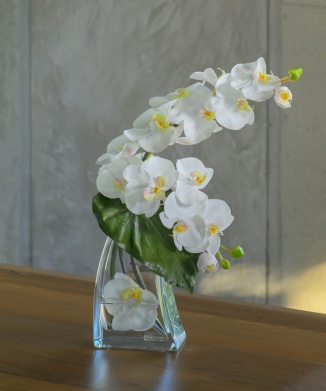 ファレノプシスL