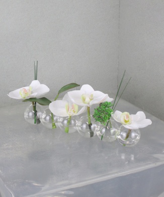 ファレノプシス6W