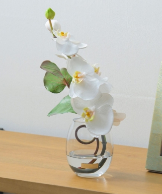 ファレノプシスS-a