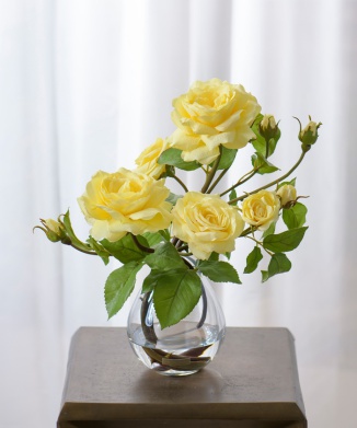 プリマローズye-L