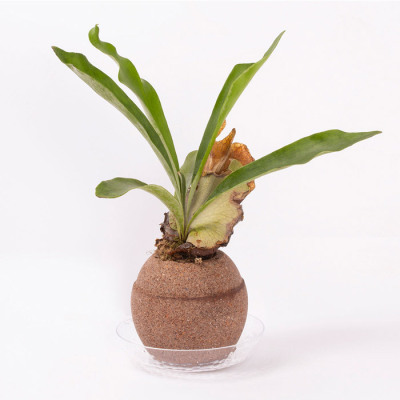 AQUA PLANT POT(R)「コウモリラン」
