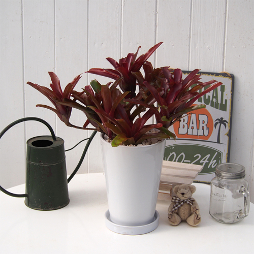 観葉植物 ネオレゲリア(h1210586)|フード(食品・スイーツ 観葉植物 ネオレゲリア(h1210586)|フード(食品・スイーツ