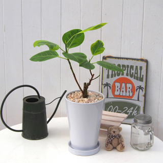 観葉植物 アルテシーマゴム