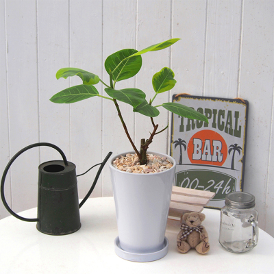 観葉植物 アルテシーマゴム