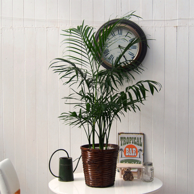 観葉植物 セローム(h1210587)｜フード(食品・スイーツ)｜阪急百貨店