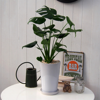 観葉植物 モンステラ
