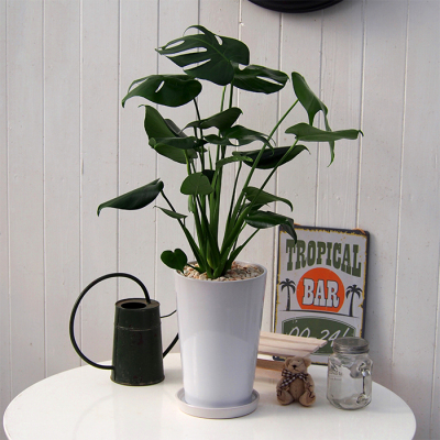 観葉植物 モンステラ