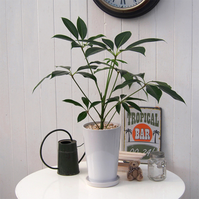 観葉植物 チュピタンサス