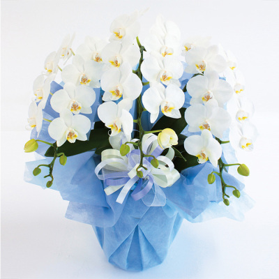 花鉢 ミニ胡蝶蘭3本立 白