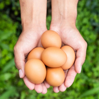 沖縄県産ブランド卵 くがにたまご24個