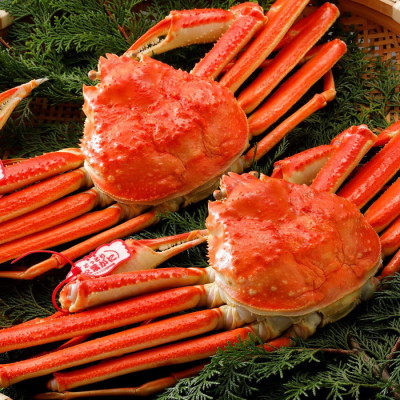 タグ付き浜茹で松葉がに約500g(2杯)