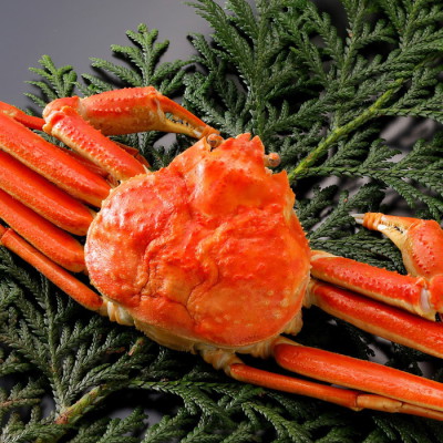 訳あり･浜茹で松葉がに約700g(1杯)