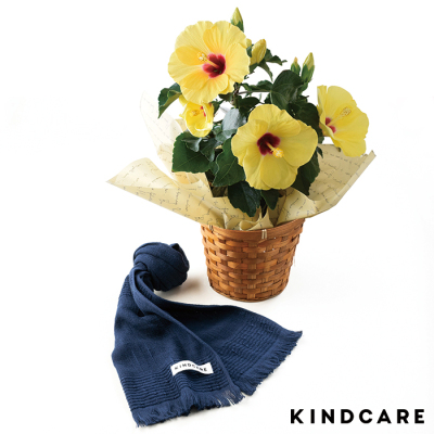 ロングライフハイビスカス「イエロー」＆ＫＩＮＤＣＡＲＥ「軽やかタオルマフラー」
