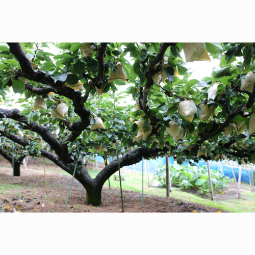 梨 梨 ギフト 21世紀梨デラックス シルバーギフト 100箱限定 送料無料