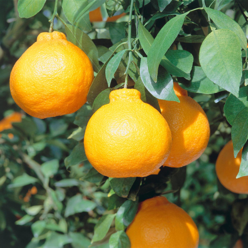 中村阿屋 でこぽん 中村阿屋 でこぽん - メルカリ