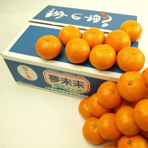 JA熊本市 夢未来みかん 夢の恵(h1250674)｜フード(食品・スイーツ