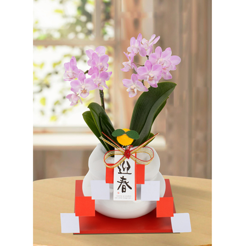花鉢 ミニ胡蝶蘭鉢 迎春ミニ胡蝶蘭26(h1250697)｜フード(食品