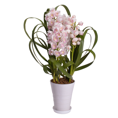 ☆シンビジューム☆マリー・ローランサン☆ストレート型☆8号鉢☆3F☆入手困難☆ 花鉢 シンビジューム マリーローランサン(h1250700)｜フード(食品