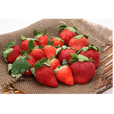 長崎県 ゆめのか苺(訳あり)