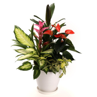 観葉植物 ディッシュガーデン