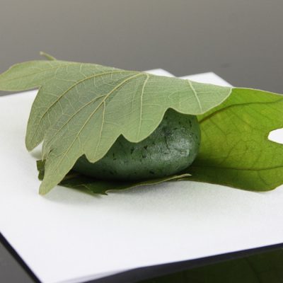 柏餅(蓬)＜5月5日受け取り＞