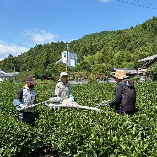 令和8年産 新茶 阿波晩茶(後発酵茶)(h9260632)｜フード(食品・スイーツ