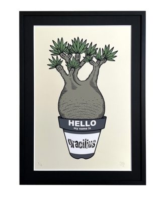 Pachypodium gracilius