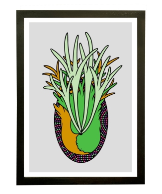 Platycerium veitchii