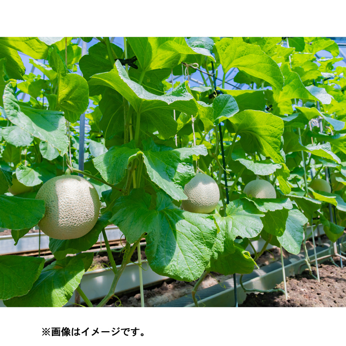 静岡県産クラウンマスクメロン1玉(桐箱入り)(sf210815)｜阪神