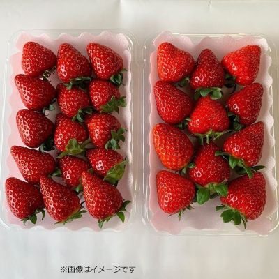 happy strawberry 完熟 小粒・中粒不ぞろい　品種ミックス