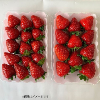 happy strawberry 完熟 品種ミックス 大きさ不揃い
