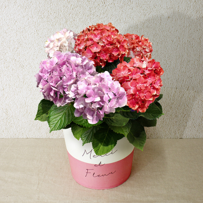 あじさい5寸（HP-1）【母の日】