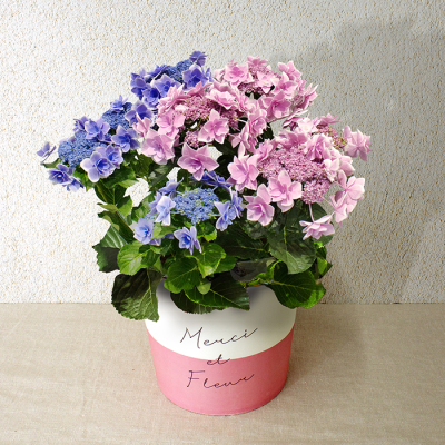 あじさい5寸（HP-2）【母の日】