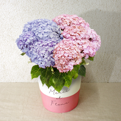 あじさい5寸（HP-3）【母の日】