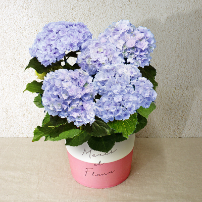あじさい5寸（HP-4）【母の日】
