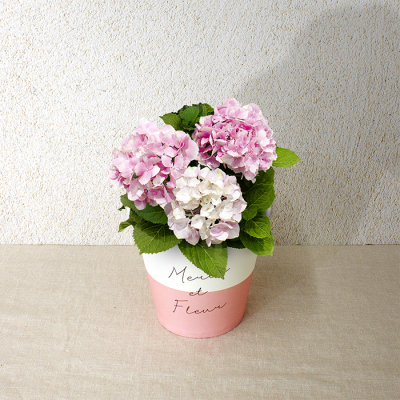 アジサイ4寸（HP-7）【母の日】