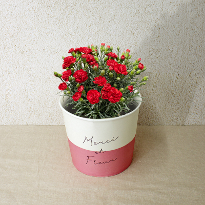 カーネーションRed（HP-11）【母の日】