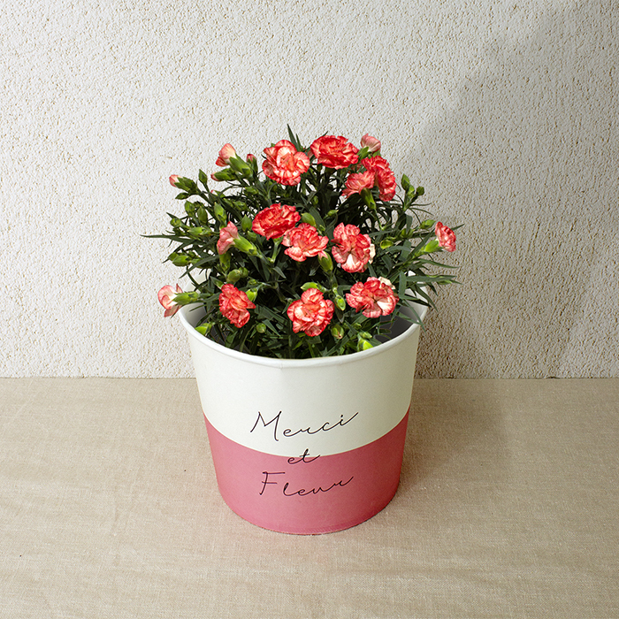 カーネーション複色（HP-12）【母の日】(sf261073)｜阪神オンライン